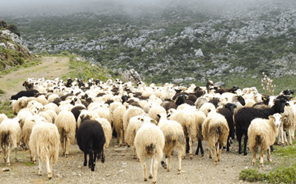 Εξήντα πρόβατα νεκρά στη Ροδιά – ποδοπατήθηκαν στη θέα λύκου